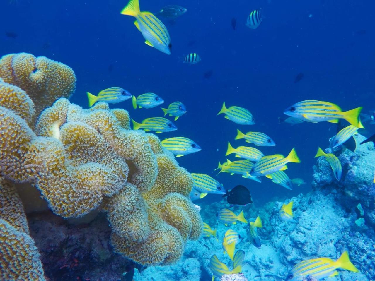 Moodhumaa Inn Guraidhoo  Exteriér fotografie