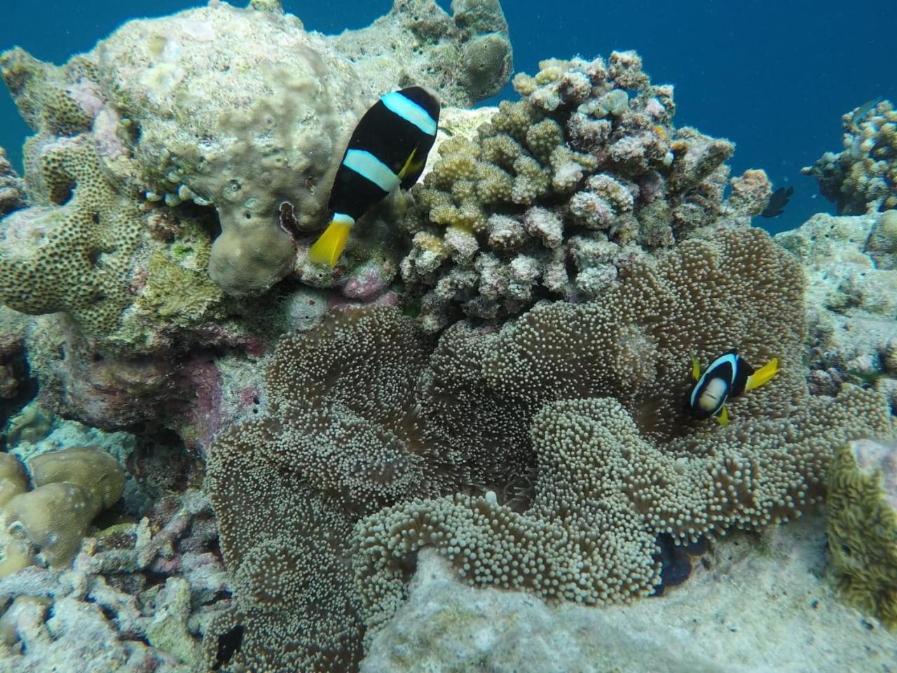 Moodhumaa Inn Guraidhoo  Exteriér fotografie