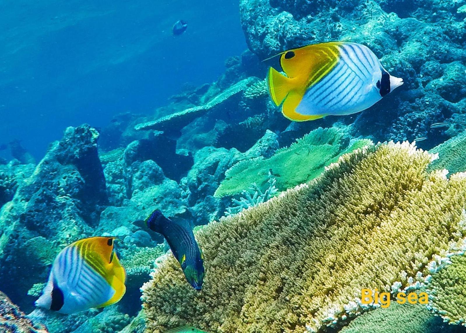 Moodhumaa Inn Guraidhoo  Exteriér fotografie