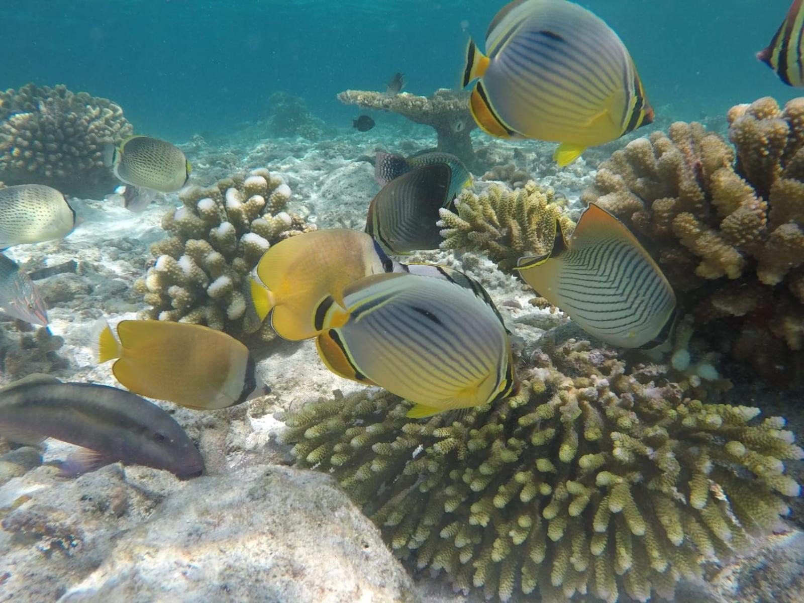 Moodhumaa Inn Guraidhoo  Exteriér fotografie