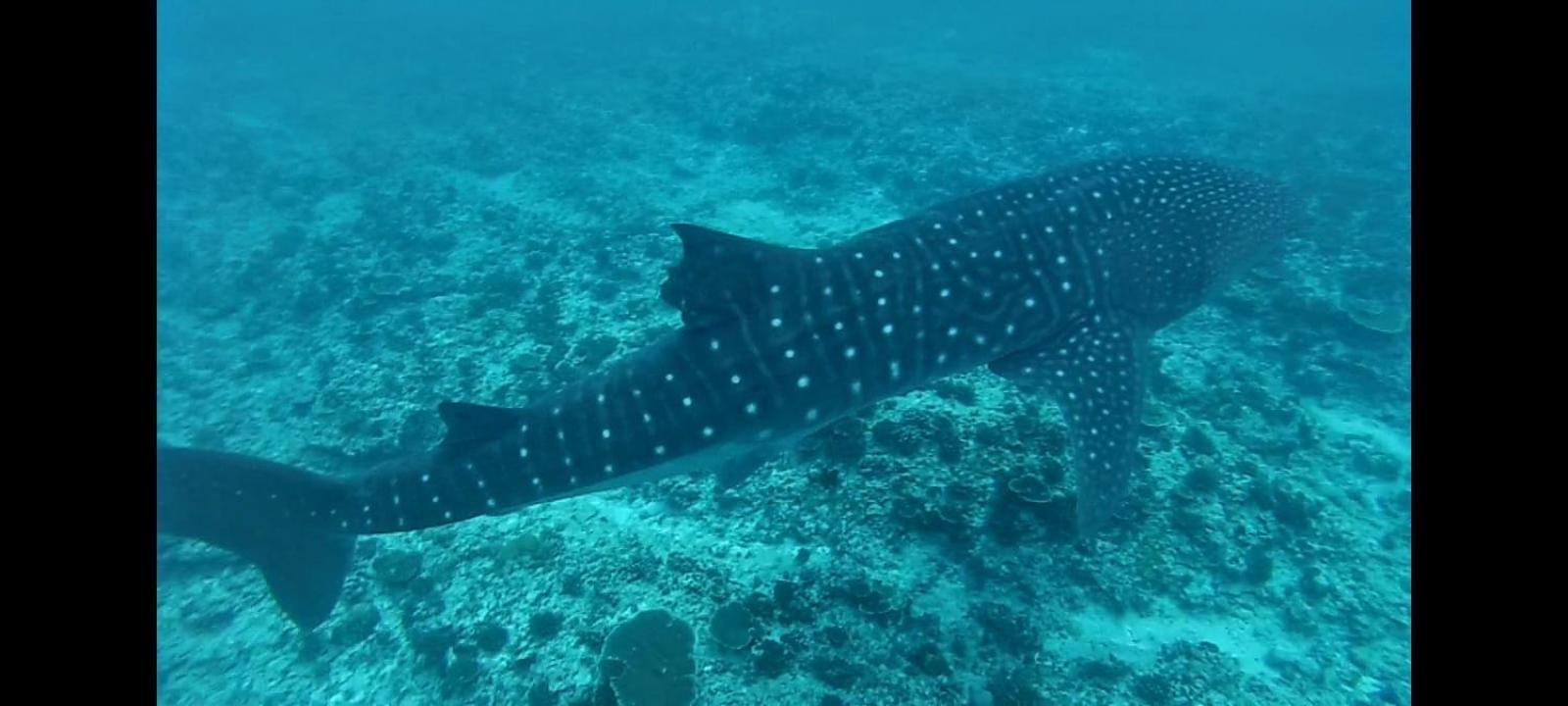 Moodhumaa Inn Guraidhoo  Exteriér fotografie