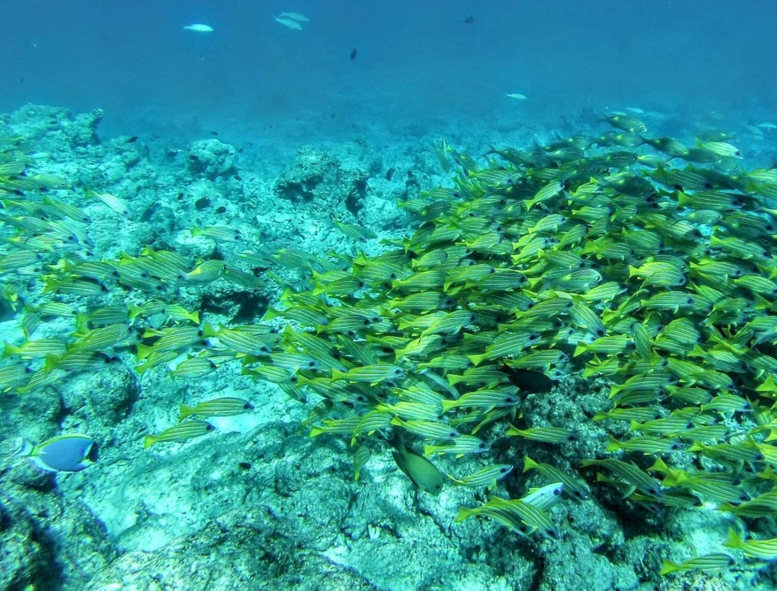 Moodhumaa Inn Guraidhoo  Exteriér fotografie