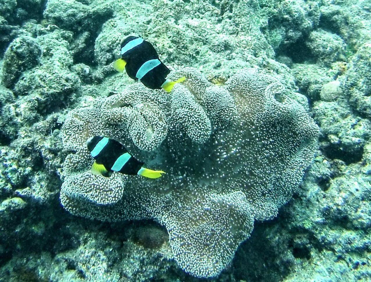 Moodhumaa Inn Guraidhoo  Exteriér fotografie
