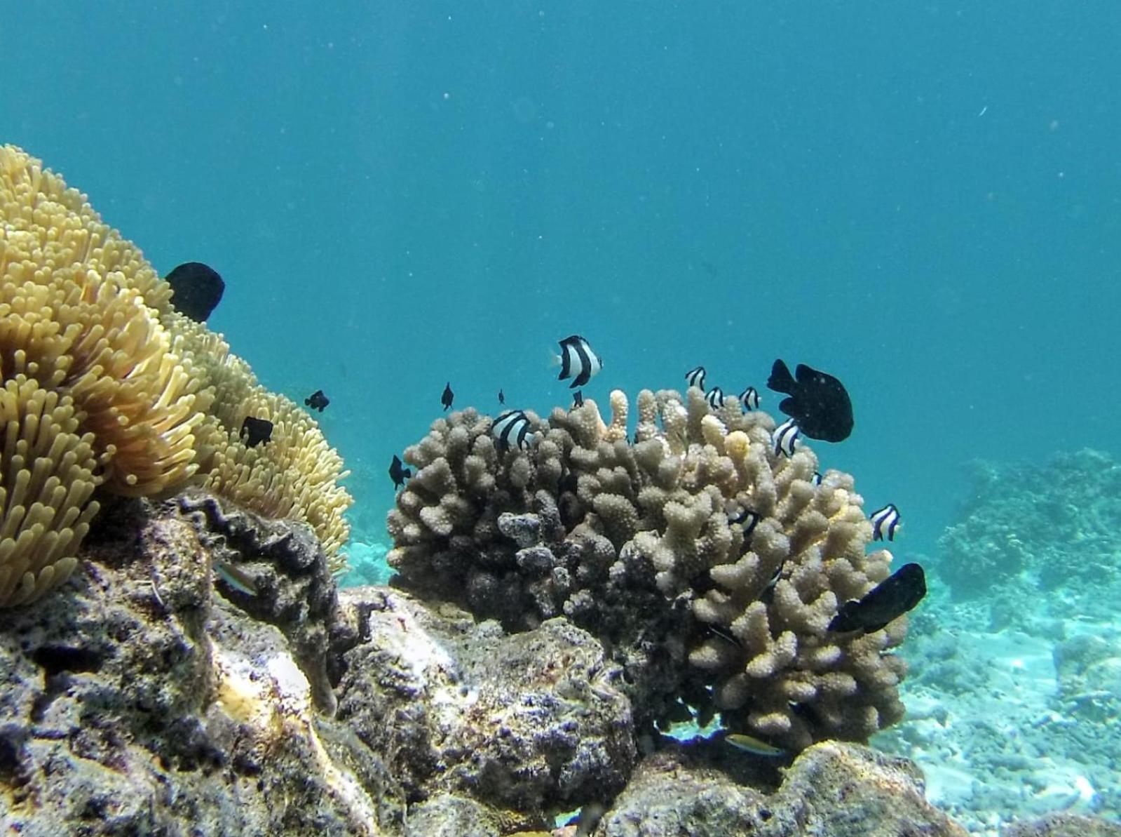 Moodhumaa Inn Guraidhoo  Exteriér fotografie