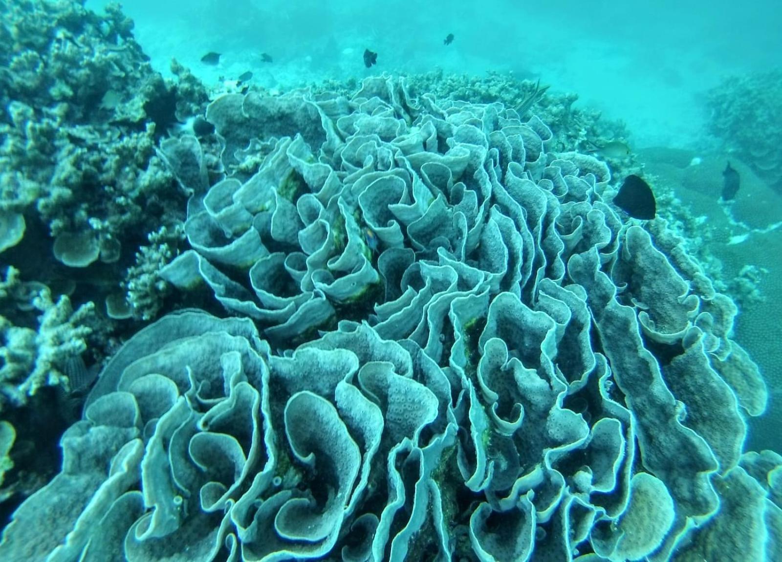 Moodhumaa Inn Guraidhoo  Exteriér fotografie