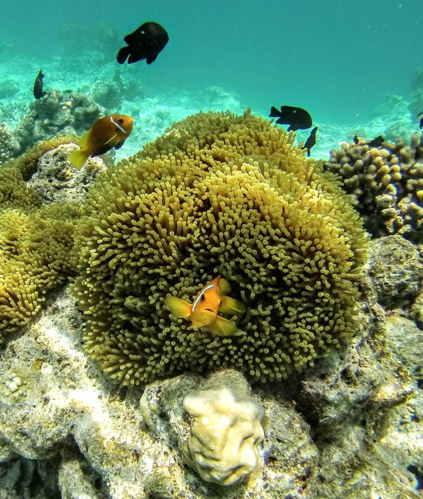 Moodhumaa Inn Guraidhoo  Exteriér fotografie