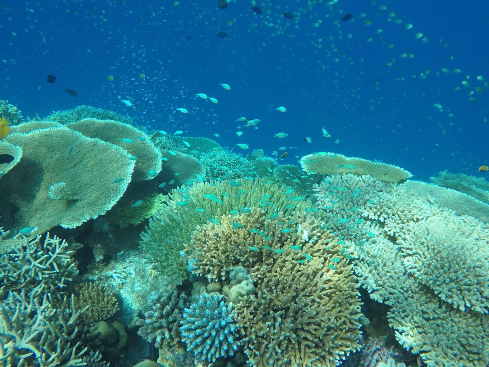 Moodhumaa Inn Guraidhoo  Exteriér fotografie