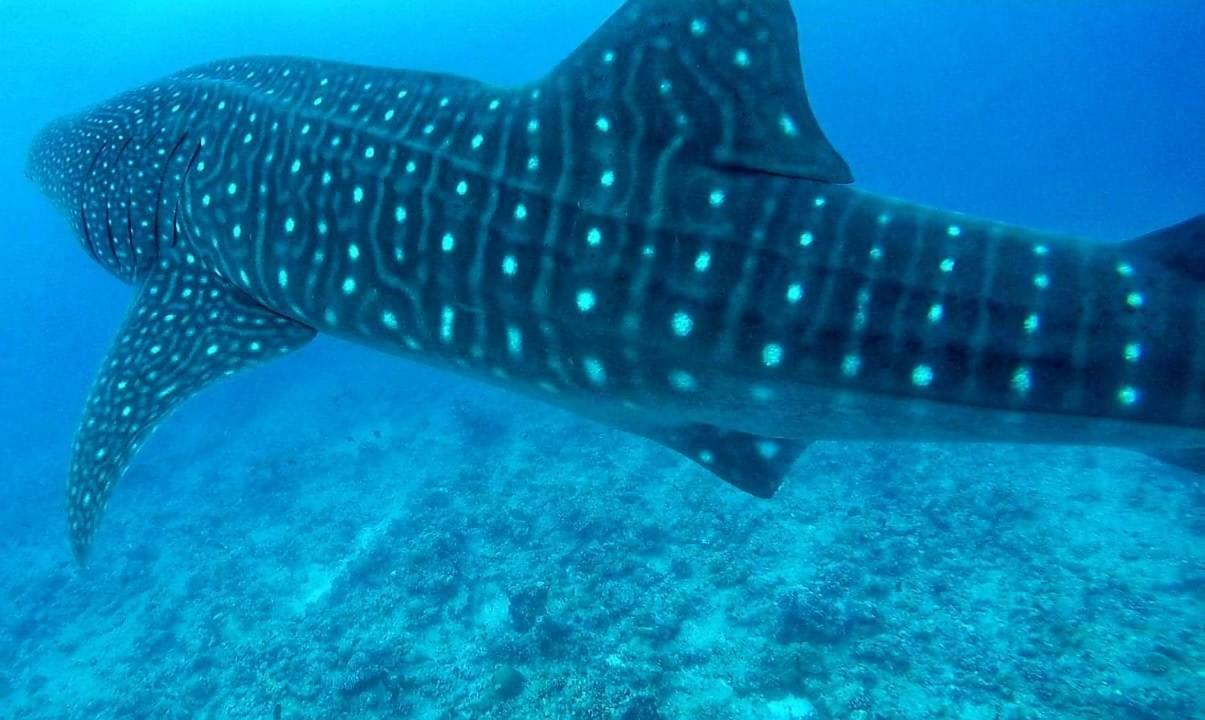 Moodhumaa Inn Guraidhoo  Exteriér fotografie